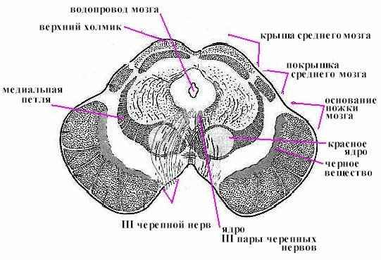 Respiratory dysfunction in Parkinson’s disease